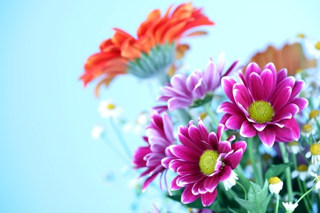 colourful summer flowers close upの写真素材