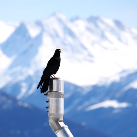 ice top mountains starling birdの写真素材
