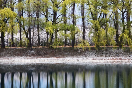 tree reflection in spring mountain lake