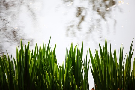 grass on water backgroundの写真素材