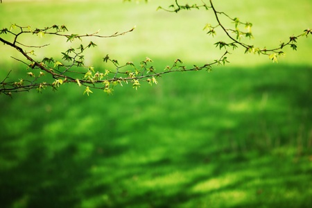 branches on a background of grassの写真素材