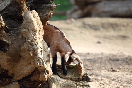 goat in wild close upの写真素材