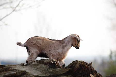 goat in wild close upの写真素材