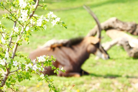 goat in wild close upの写真素材