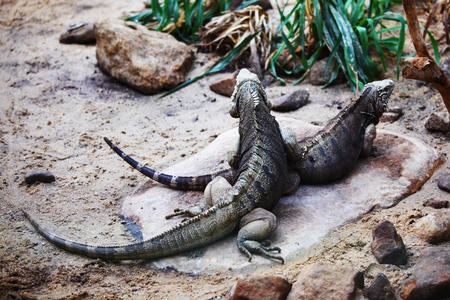 close up lizard in zooの写真素材