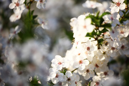  spring white flower close upの写真素材