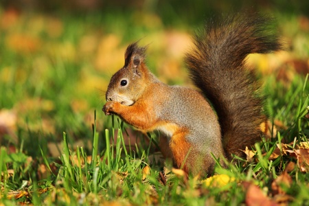 squirrel jumps in the autumn forestの写真素材