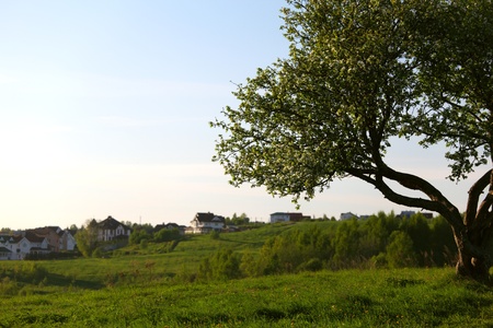 alone tree on green grass fieldの写真素材