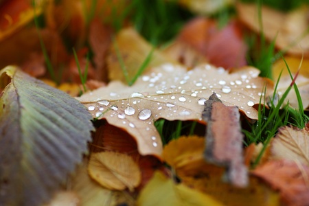 water drop on orange autumn leafの写真素材