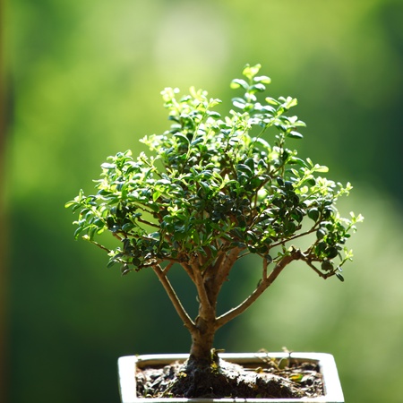 bonsai on green grass backgroundの写真素材