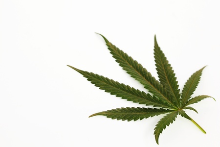 cannabis leaf isolated on white backgroundの写真素材