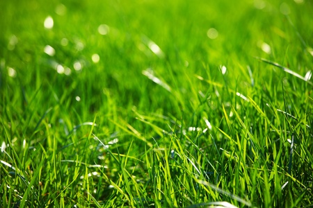 green grass macro close upの写真素材