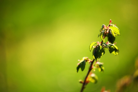 green foliage branch close upの写真素材