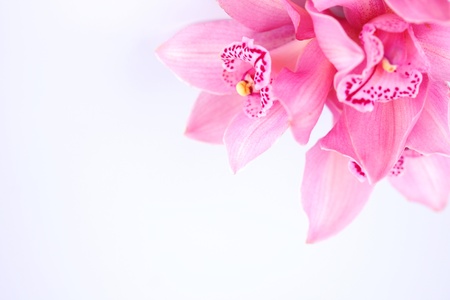 orchid isolated on white backgroundの写真素材