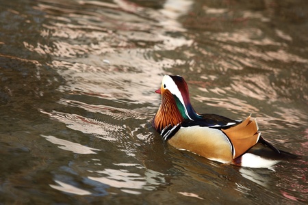 duck in zoo macro close upの写真素材