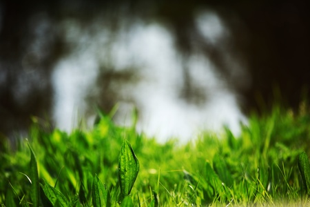 grass on water backgroundの写真素材