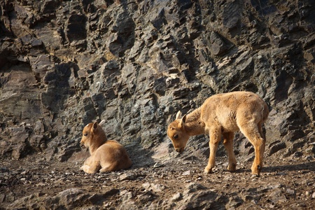 close up sheep in zooの写真素材