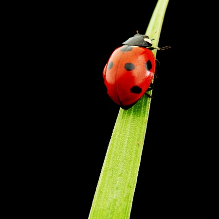 ladybug on grass isolated black background
