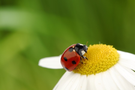 ladybug on camomile green grass backgroundの写真素材