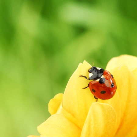 ladybug on yellow flower  macro close upの写真素材