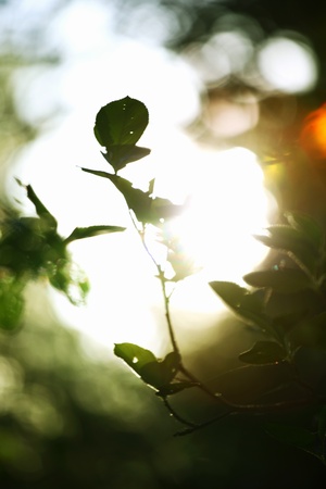 green leaves sun is shineの写真素材