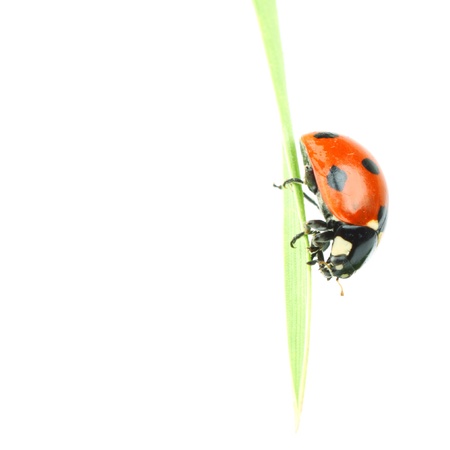 ladybug on leaf isolated on whiteの写真素材