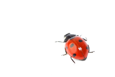 ladybug on grass isolated macroの写真素材