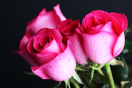 pink rose macro close upの写真素材