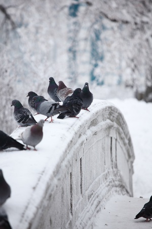 pigeons on winter snow backgroundの写真素材