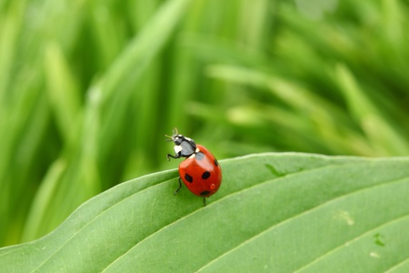 ladybug on leaf isolated on whiteの写真素材