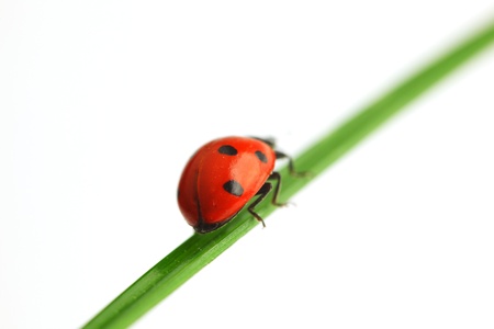 ladybug on grass isolated macro