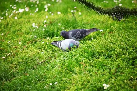 pigeon in the green grassの写真素材