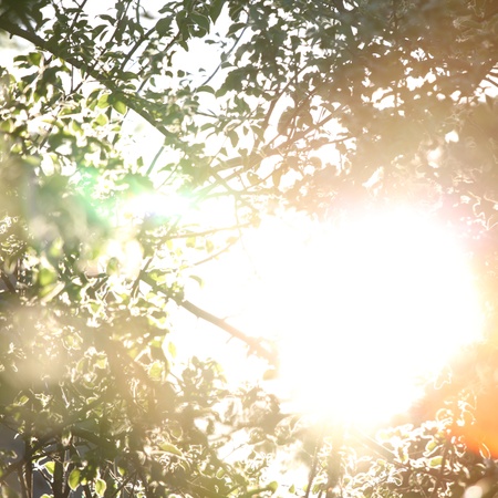 green leaves sun is shineの写真素材