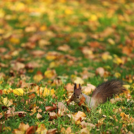 squirrel jumps in the autumn forestの写真素材