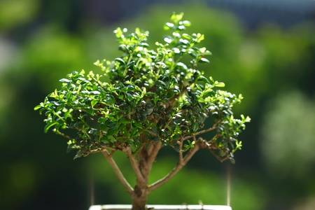bonsai on green grass backgroundの写真素材