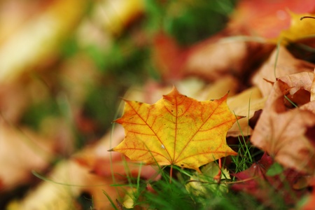 autumn leaves in the park