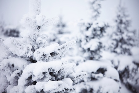 winter trees on snow white backgroundの写真素材