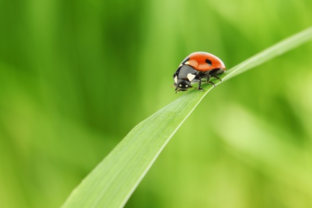 ladybug on grass nature backgroundの写真素材