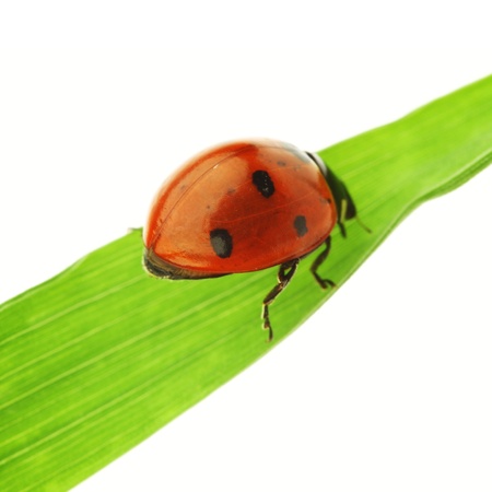 ladybug on grass isolated on white backgroundの写真素材