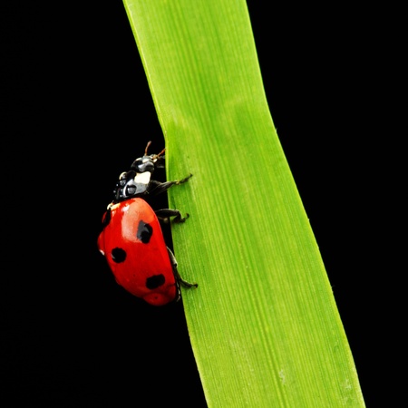 ladybug on grass isolated black backgroundの写真素材