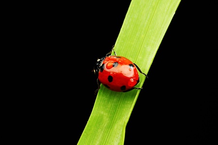 ladybug on grass isolated black backgroundの写真素材