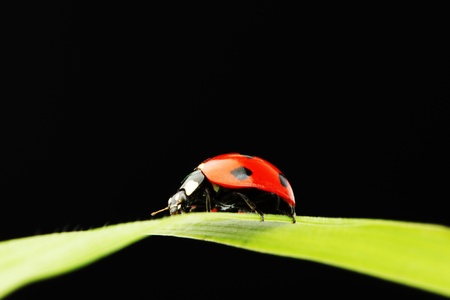 ladybug on grass isolated black background
