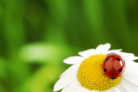 ladybug on camomile green grass backgroundの写真素材