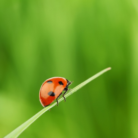 ladybug on grass green on backgroundの写真素材