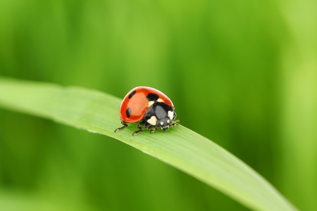 ladybug on grass green on backgroundの写真素材
