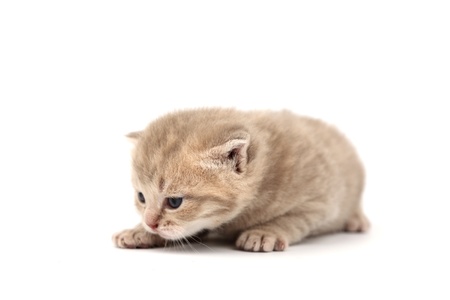 cat isolated on white backgroundの写真素材