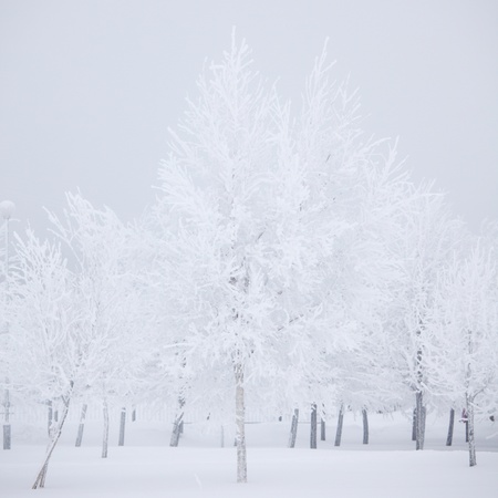 winter trees on snow white backgroundの写真素材