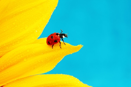 ladybug on sunflower blue backgroundの写真素材