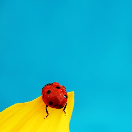 ladybug on sunflower blue backgroundの写真素材