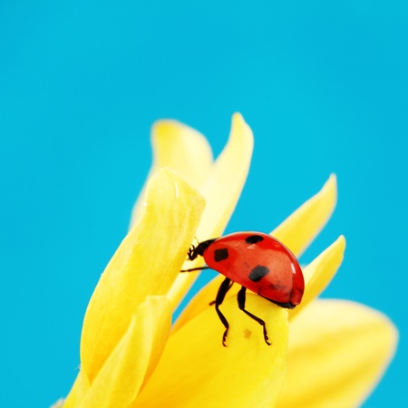 ladybug on sunflower blue backgroundの写真素材